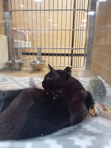 Pet Supply Store «PetSmart», reviews and photos, 1183 Berkshire Blvd, Wyomissing, PA 19610, USA