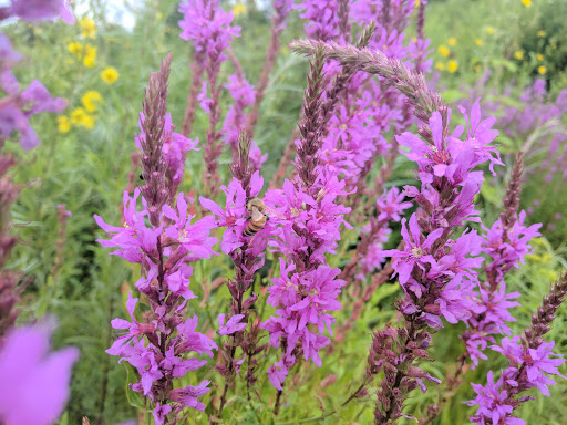 Nature Preserve «Rollins Savanna Forest Preserve», reviews and photos, 20160 W Washington St, Grayslake, IL 60030, USA