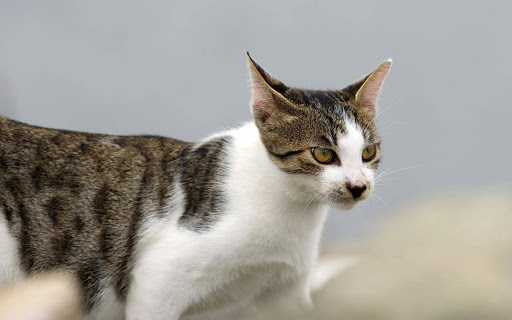 Pet Supply Store «Pet Supplies Plus», reviews and photos, 2033 28th St SW, Wyoming, MI 49519, USA