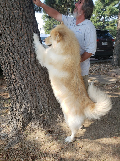 Courier Service «Your Courier Service LLC», reviews and photos, 706 Zion Dr, Colorado Springs, CO 80910, USA