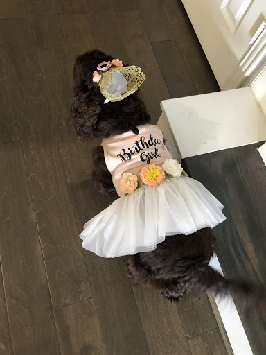 Pet Supply Store «Petco Animal Supplies», reviews and photos, 2241 Porter Creek Dr, Fort Worth, TX 76177, USA