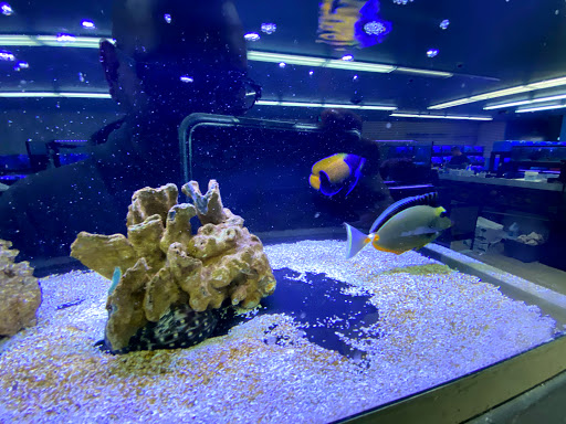 Tropical Fish Store «Lovely Pets Aquarium Store», reviews and photos, 69 Parkingway, Quincy, MA 02169, USA
