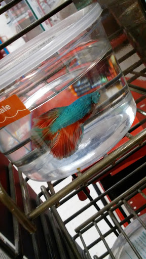 Pet Supply Store «Petco Animal Supplies», reviews and photos, 1951 N Military Trl c, West Palm Beach, FL 33409, USA