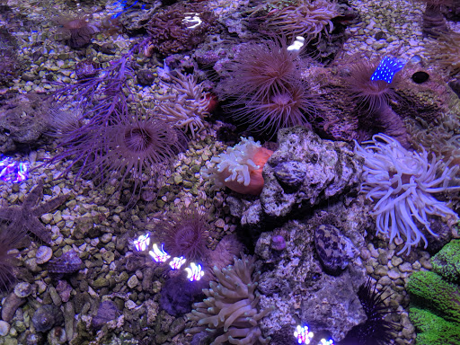 Pet Supply Store «Professional Fish Keepers Aquarium Store», reviews and photos, 7573 W Sample Rd, Coral Springs, FL 33065, USA