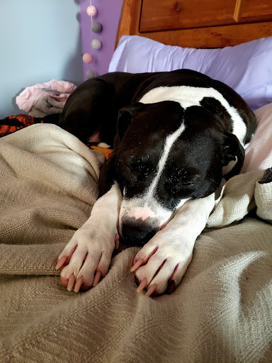 Pet Supply Store «PetSmart», reviews and photos, 28533 Marlboro Ave, Easton, MD 21601, USA