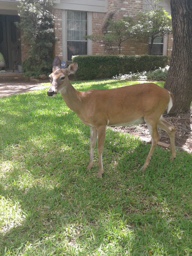 Nature Preserve «Stillhouse Hollow Nature Preserve», reviews and photos, 7810 Sterling Dr, Austin, TX 78759, USA