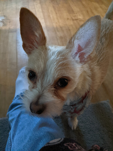 Pet Supply Store «Petco Animal Supplies», reviews and photos, 438 Southbridge St, Auburn, MA 01501, USA