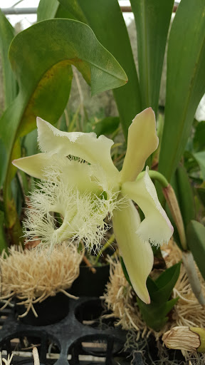 Florist «Dr Delphinium Flower & Orchid House», reviews and photos, 513 W Campbell Rd, Richardson, TX 75080, USA