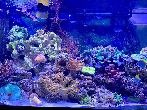 Tropical Fish Store «Fish Nook Pet Center», reviews and photos, 266 Great Rd, Acton, MA 01720, USA