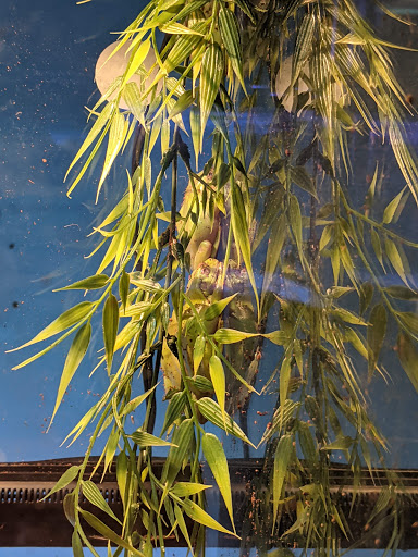 Pet Store «Inland Reef Pet Store», reviews and photos, 817 Cross Lanes Dr, Cross Lanes, WV 25313, USA