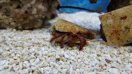 Pet Supply Store «Petco Animal Supplies», reviews and photos, 682 Broadway #1n, Saugus, MA 01906, USA