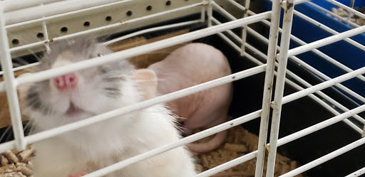 Pet Supply Store «O K Country Feed & Supply», reviews and photos, 250 Main St, Sweet Home, OR 97386, USA