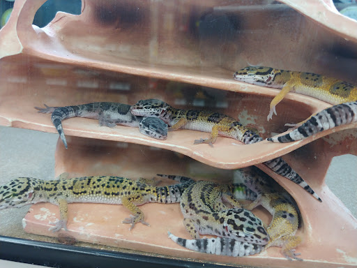 Pet Supply Store «Petco Animal Supplies», reviews and photos, 2435 N Hwy 67, Florissant, MO 63033, USA