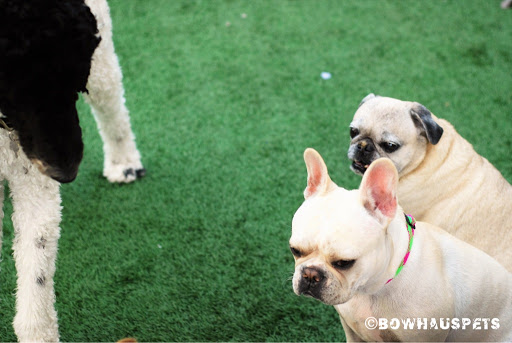 Dog Day Care Center «The Bowhaus Pet Company», reviews and photos, 2472 E Colorado Blvd, Pasadena, CA 91107, USA