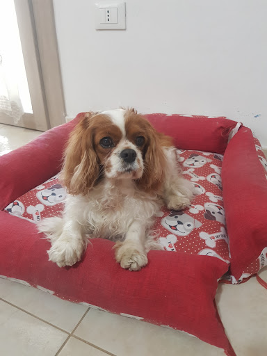 Pensioni per cani e dog hotel a Qua la Zampa Pulsano