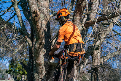 Oakwood Treecare & Arborist Consultancy