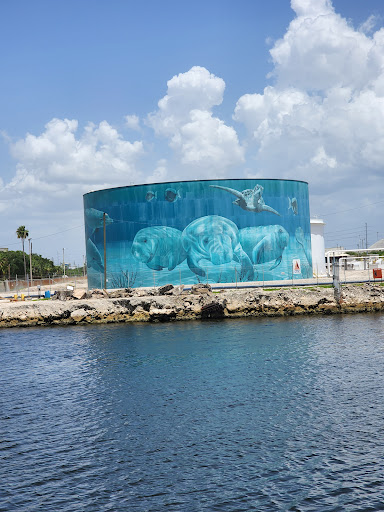 Boat Tour Agency «Dolphin Snorkeling Cruise», reviews and photos, 4630 29th Ave S, Gulfport, FL 33711, USA