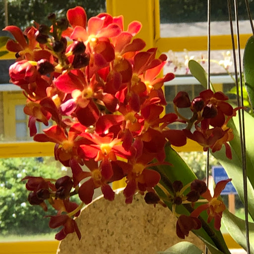 Museum «Bonnet House Museum & Gardens», reviews and photos, 900 N Birch Rd, Fort Lauderdale, FL 33304, USA