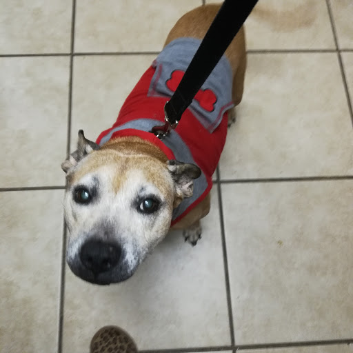 Pet Supply Store «Petco Animal Supplies», reviews and photos, 5500 Sunrise Hwy, Massapequa, NY 11758, USA