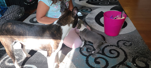 Pet Supply Store «Petco Animal Supplies», reviews and photos, 45 Holyoke St, Holyoke, MA 01040, USA