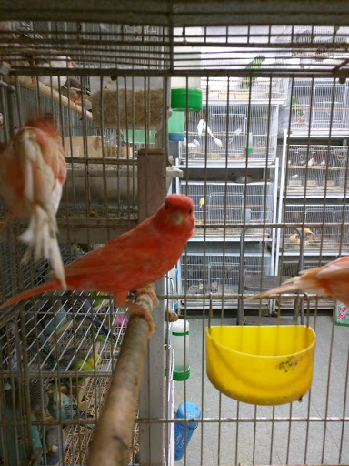 Pet Store «El Granero Pet Shop», reviews and photos, 15700 Atlantic Ave, Compton, CA 90221, USA