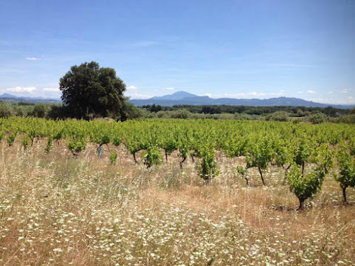 Domaine Vincent Arricaü à Camaret-sur-Aigues