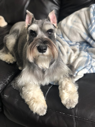 Pet Store «Arcadia Pets», reviews and photos, 4371 Amboy Rd, Staten Island, NY 10312, USA