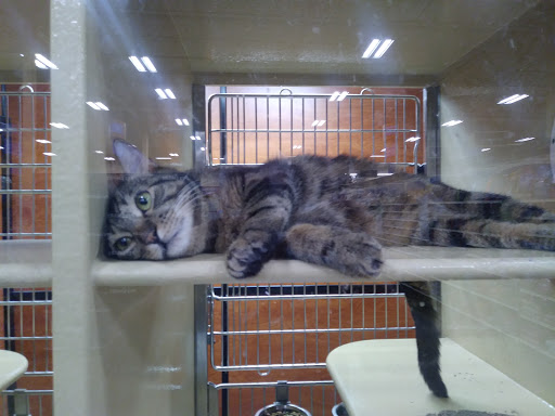 Pet Supply Store «PetSmart», reviews and photos, 1800 Evans Rd, Melbourne, FL 32904, USA