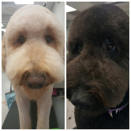 Pet Supply Store «Petco Animal Supplies», reviews and photos, 6672 Lonetree Blvd, Rocklin, CA 95765, USA