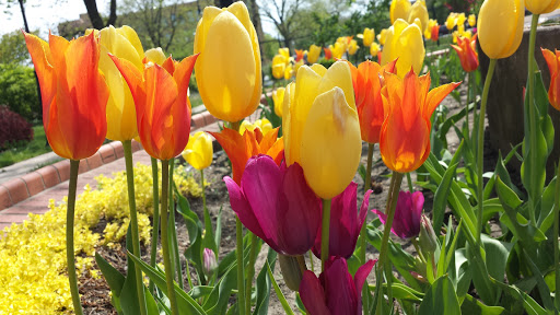 Park «Garfield Park Conservatory», reviews and photos, 300 N Central Park Ave, Chicago, IL 60624, USA
