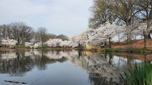 Park «Branch Brook Park», reviews and photos, Lake St & Park Avenue, Newark, NJ 07104, USA