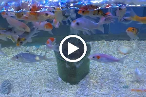 119 Aquarium image