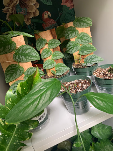 Paraso Plant Studio image