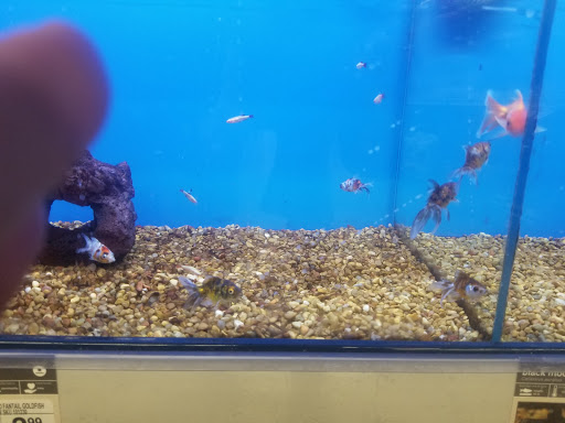 Pet Supply Store «Petco Animal Supplies», reviews and photos, 585 E Wetmore Rd, Tucson, AZ 85705, USA