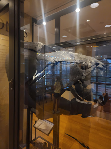 Museum «Beneski Museum of Natural History», reviews and photos, 11 Barrett Hill Rd, Amherst, MA 01002, USA