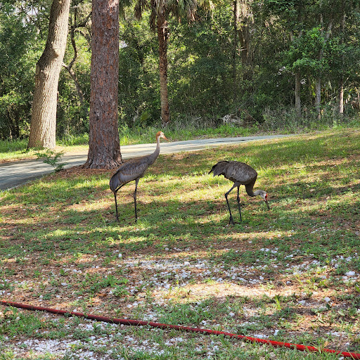 National Forest «Ocala National Forest», reviews and photos, FL-40, Silver Springs, FL 34488, USA