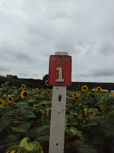 Tourist Attraction «Sunflower Maze», reviews and photos, South St, Middlefield, CT 06455, USA