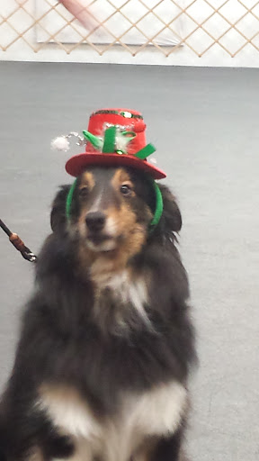 Pet Supply Store «Pet Supplies Plus», reviews and photos, 912 S Green River Rd a, Evansville, IN 47715, USA