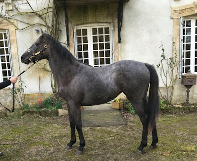 Haras De La Cochere à Gouffern en Auge