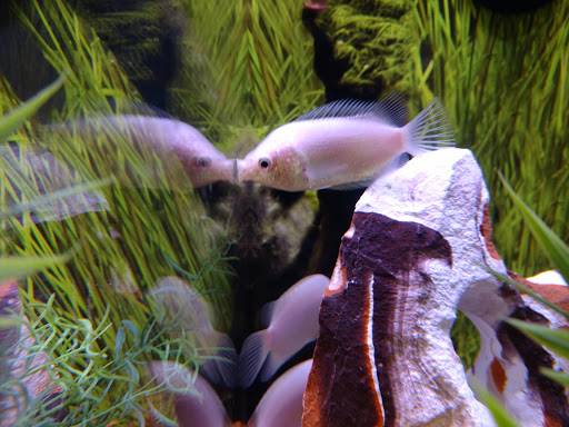 Pet Store «PetSmart», reviews and photos, 17150 Ventura Blvd, Encino, CA 91316, USA