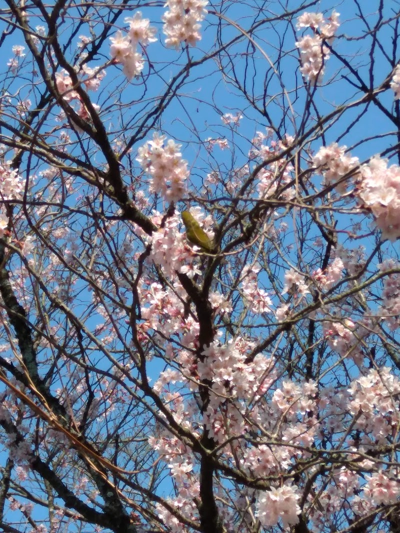 花やしき 本館 佐賀県鳥栖市柚比町 ステーキハウス レストラン グルコミ