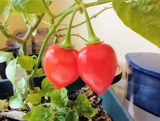 Discount Store «Big Lots», reviews and photos, 5702 Nolensville Pike, Nashville, TN 37211, USA