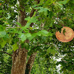 Photo n° 10 de l'avis de Muriel.a fait le 23/08/2022 à 21:37 pour Château de Monthoiron à Monthoiron