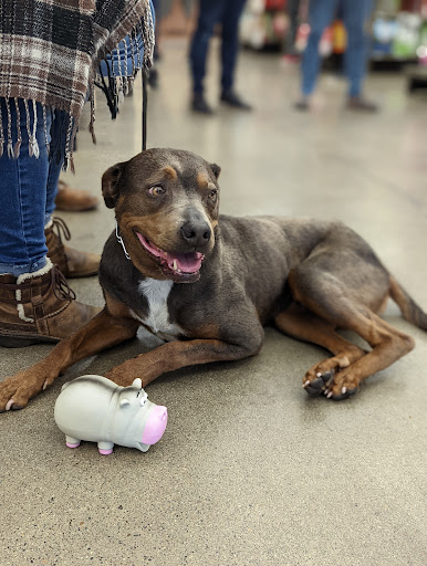 Pet Supply Store «Pet Food Express», reviews and photos, 2531 Fair Oaks Blvd, Sacramento, CA 95825, USA