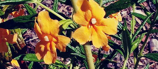 Grocery Store «Grocery Outlet Bargain Market», reviews and photos, 401 Marin St, Vallejo, CA 94590, USA