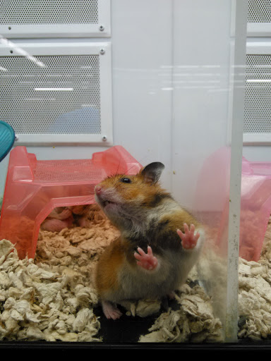 Pet Supply Store «Petco Animal Supplies», reviews and photos, 2565 NE 10th Ct, Homestead, FL 33035, USA