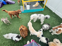 Club ULD - U Lucky Dog Daycare - Photo 5 - Car repair in Denver, CO, Lakewood
