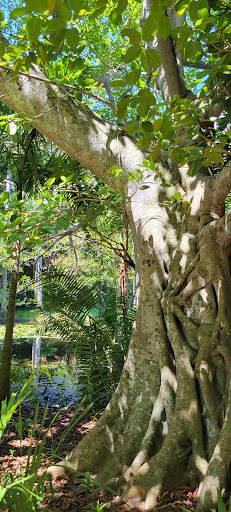 Museum «Bonnet House Museum & Gardens», reviews and photos, 900 N Birch Rd, Fort Lauderdale, FL 33304, USA