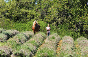 Photo n°1 de criniere a corps à Piégros-la-Clastre ()