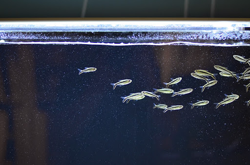 Tropical Fish Store «Aquarium Zen», reviews and photos, 920 NE 64th St, Seattle, WA 98115, USA